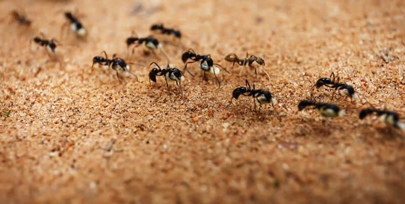 ants