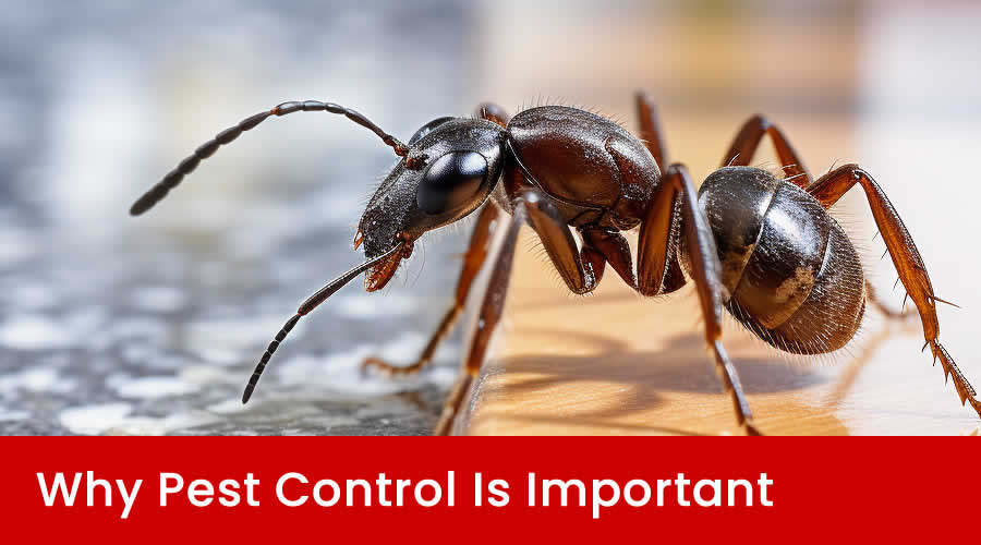 Why Pest Control Is Important