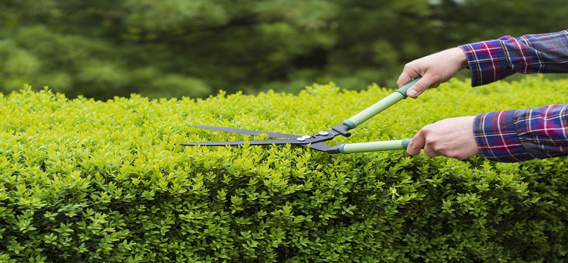 Trim Plants and Shrubs Regularly