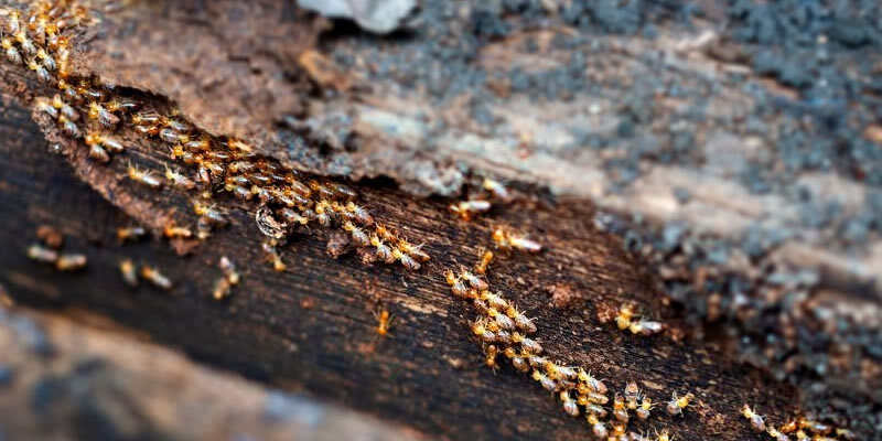 A Guide To Termite Protection