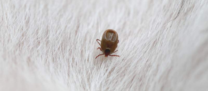 Affordable Flea Removal Service