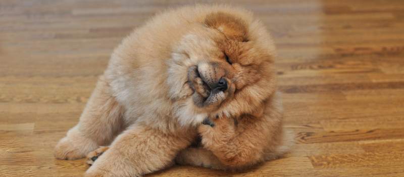 Reliable Flea Treatment Services