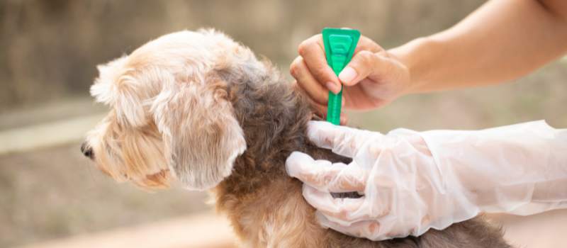 Flea Control Brisbane
