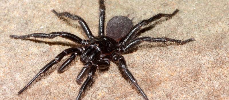Treatment for Spiders
