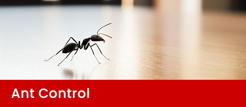 Ant Control Brisbane