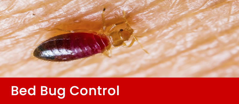 Bed Bug Control Brisbane