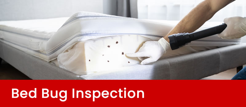Reliable Bed Bug Inspection