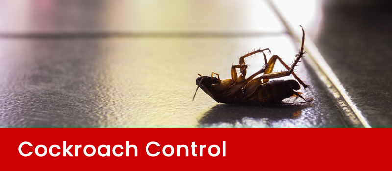 Cockroach Control Brisbane