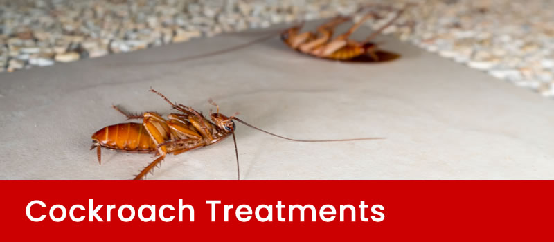 Affordable Cockroach Treatment Services