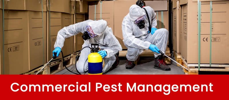 Commercial Pest Management Brisbane
