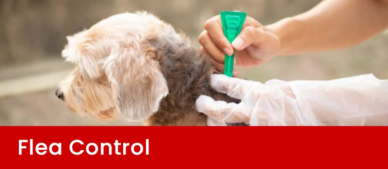 Professional Flea Control Brisbane
