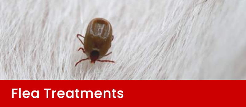 Brisbane Flea Treatment