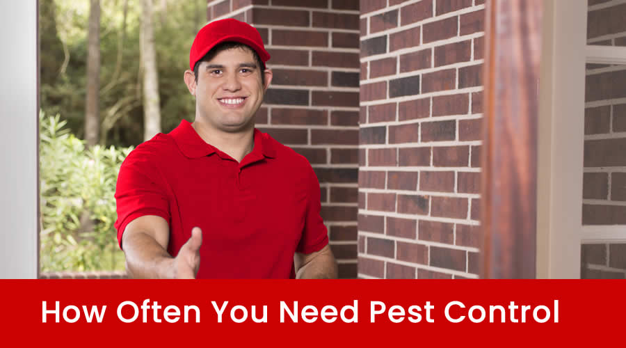 Pest Control Frequency