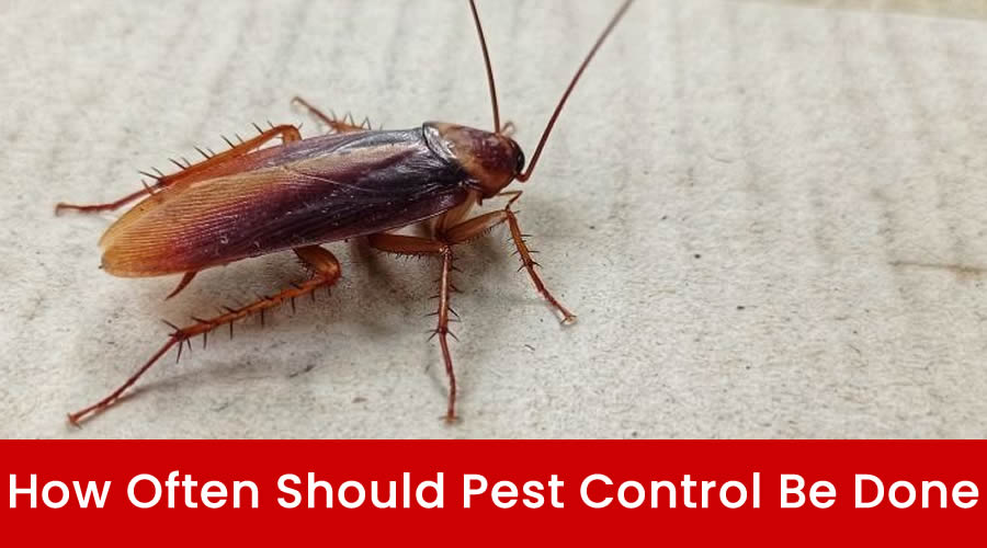 How Often Should Pest Control Be Done