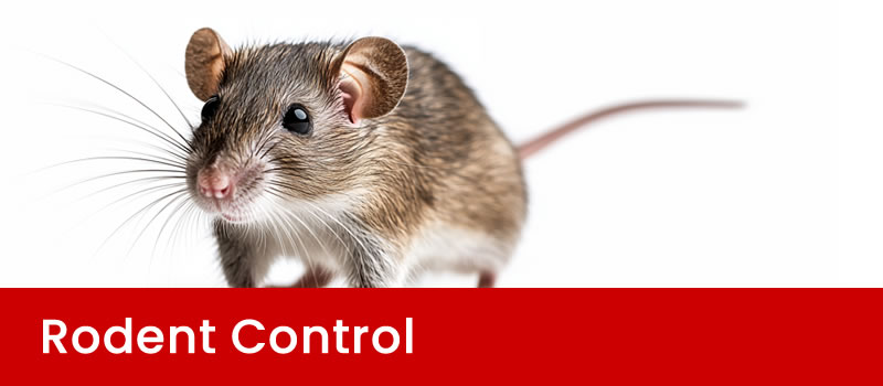 Rodent Control Brisbane | Rats and Mice Control