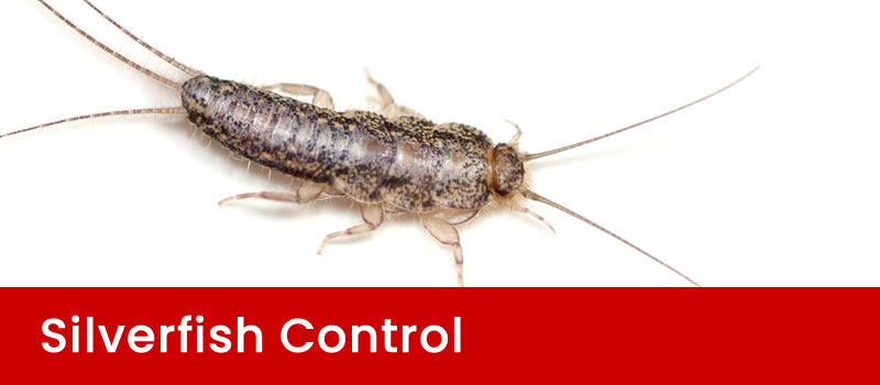 Silverfish Pest Control Brisbane