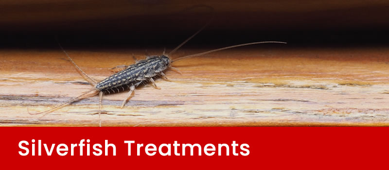 Brisbane Silverfish Treatments