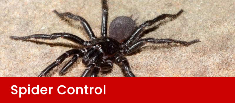 Spider Pest Control Brisbane