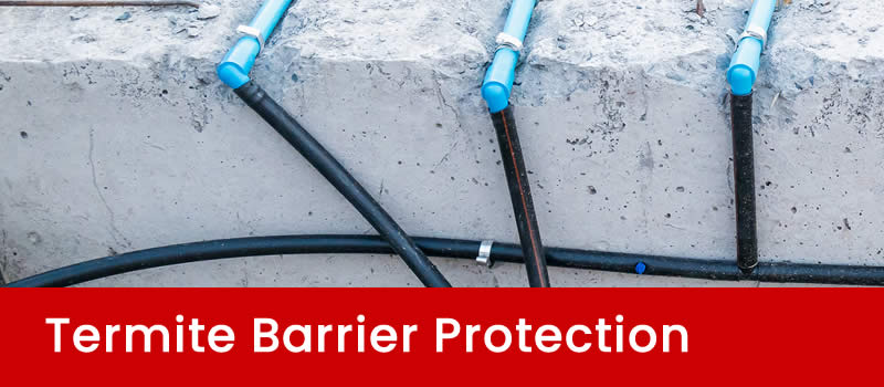 Termite Barrier Protection in Brisbane
