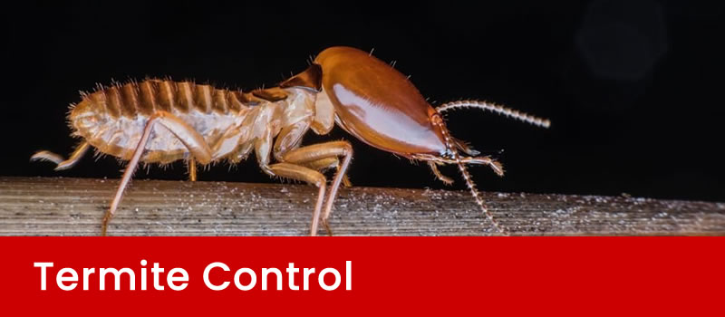 Termite Pest Control Brisbane