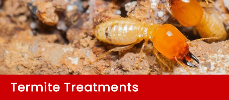 Brisbane Termite & Pest Control