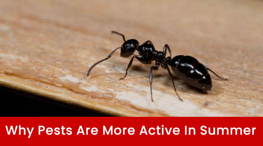 Why Pests Are More Active in Summer